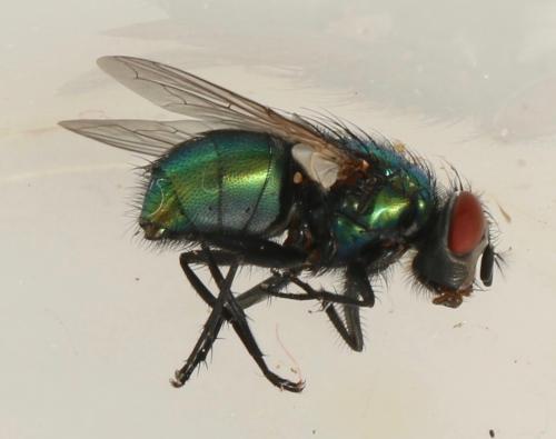 Réf. 319 257 : Lucilia sericata